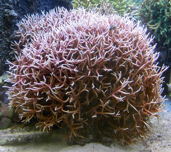  Seriatopora hystrix (Thin Birds Nest Coral)